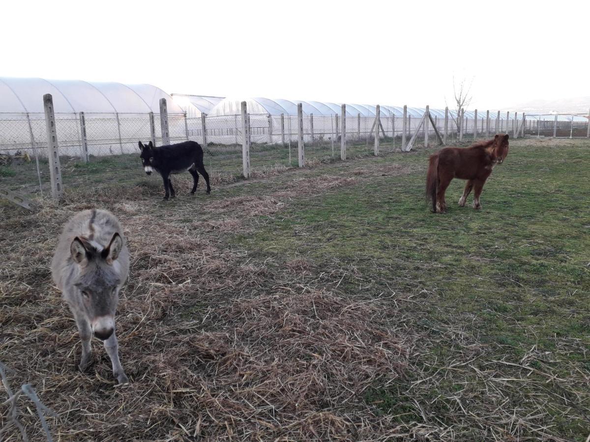 Agriturismo Torre Cristina Aprilia Eksteriør billede